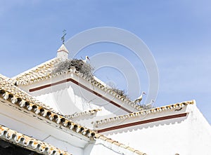 Storks on their nests at a rooftop of a white building in Castilblanco de los Arroyos, Spain photo