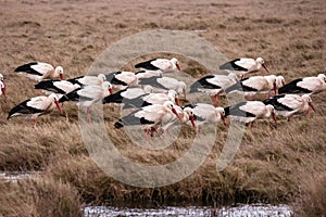 Storks in the thurm cap of St. Peter-Ording