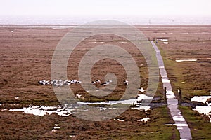 Storks in the thurm cap of St. Peter-Ording