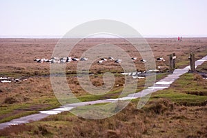 Storks in the thurm cap of St. Peter-Ording
