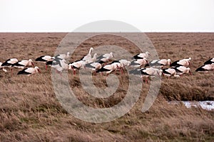 Storks in the thurm cap of St. Peter-Ording