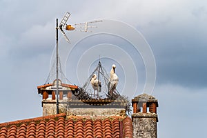 Storks on top of the Town hall Ayuntamiento in the village of Salorino, Extremadura in Spain