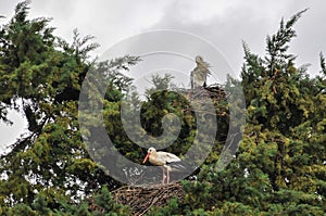 Storks at the top of the tree