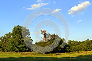 Storks on a tree nest