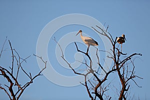 Storks in a tree