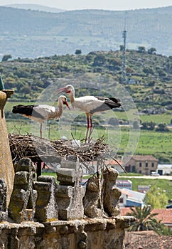 Storks in Trujillo Extremedura Spain