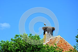 Storks. Typical rural landscape in VÄƒrd,Wierd, Viert, Transilvania, Romania