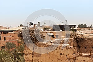 Storks on the walls of El Badi Palace