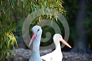 Storks wandering in the zoo photo