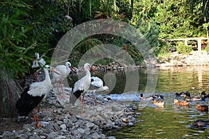 Storks wandering in the zoo photo