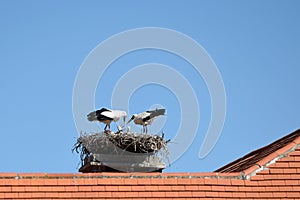 Storks in the well-known town of Rust on Lake Neusiedl in Burgenland, Austria