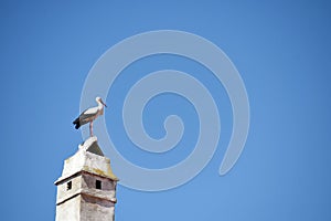 Storks in the well-known town of Rust on Lake Neusiedl in Burgenland, Austria