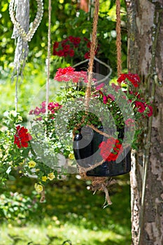 Storksbills or geranie in a hanging basket.