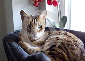 Storm the Bengal cat in a relaxing mode