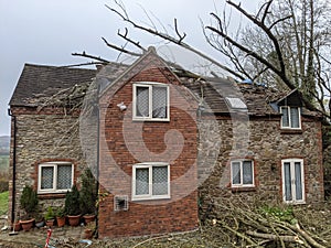 Storm blew down tree house smashing roof