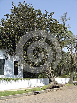 Storm Blown Tree Leaning on House