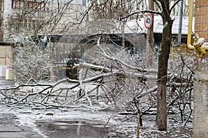 The storm broke a tall tree.