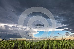 Storm Cell over Grassy Field