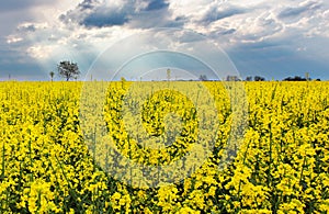 Storm clouds above a rape seed field