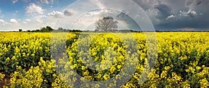 Storm clouds above a rape seed field