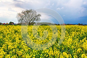 Storm clouds above a rape seed field
