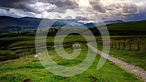 Sheep admiring the view