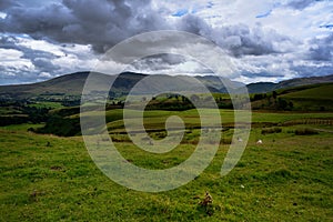 Sheep admiring the view