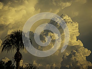 Storm Clouds in Florida sky with silhouette palm trees.