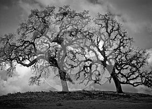 Storm clouds gathering around oak trees on a hill