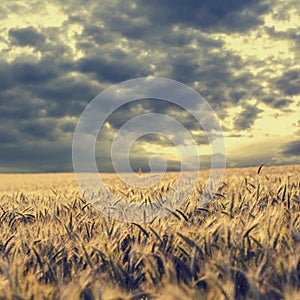 Storm clouds gathering over a wheat field