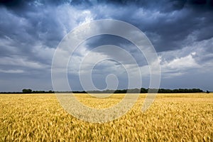 Storm Clouds Move In On Golden Wheat Field In Kansas photo