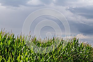 Storm clouds over corn field