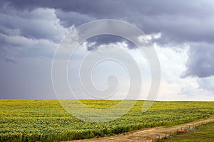 Storm clouds over field