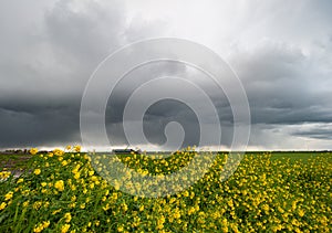 Storm clouds over a field of yellow rapeseed flowers