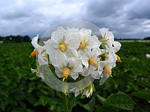 Storm Clouds over Potato Blossoms, Solanum tuberosum