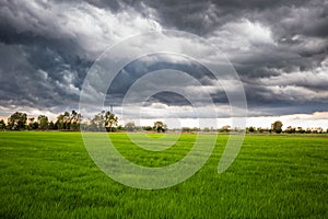 Storm Clouds Over Rice Field