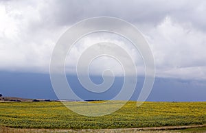 Storm Clouds Over Sunflowers