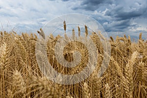 Storm clouds over wheat field.