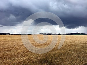 Storm clouds over wheat fields