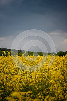 storm clouds over a yellow rape field
