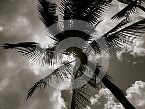 Palm Tree Against Bright Sun