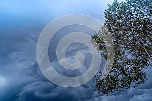 The storm is coming. Storm clouds above the tree. Heavy torrential rain. Rainfall flash flooding . Metorology weather forecast. photo