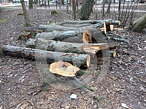 Storm cracked tree trunk an branches