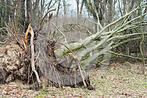 Storm damage