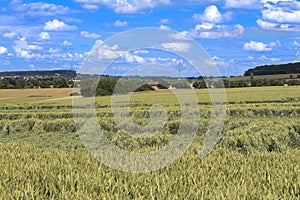 Storm damage in agriculture in a cornfield