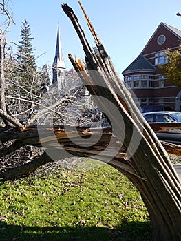Storm damage: broken tree in city