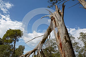 Storm damage and broken tree in the forest