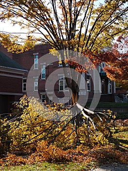 Storm damage: broken tree - v