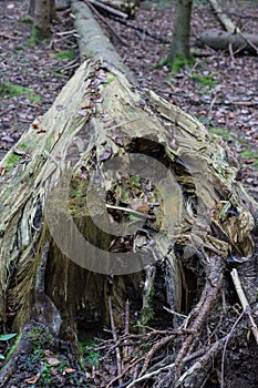 Storm damage: Broken tree in woods, autumn forest