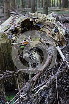 Storm damage: Broken tree in woods, autumn forest
